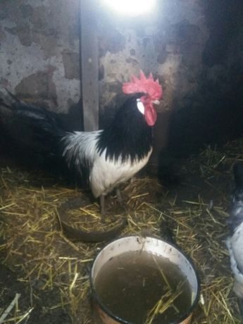 Куры Породы Лакенфельдер Фото