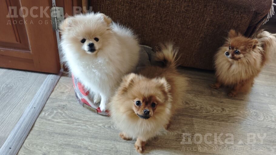 Померанский шпиц