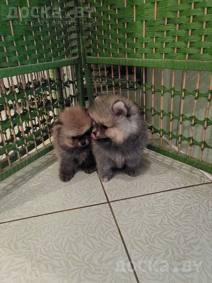 Померанский шпиц