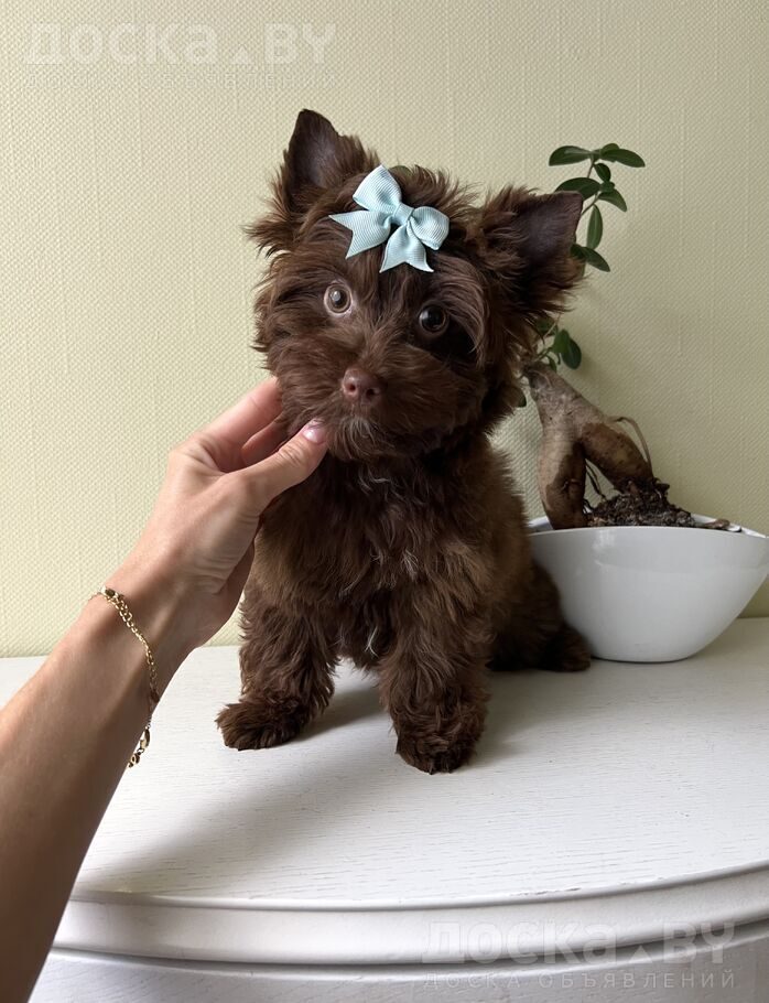 Йоркширский терьер