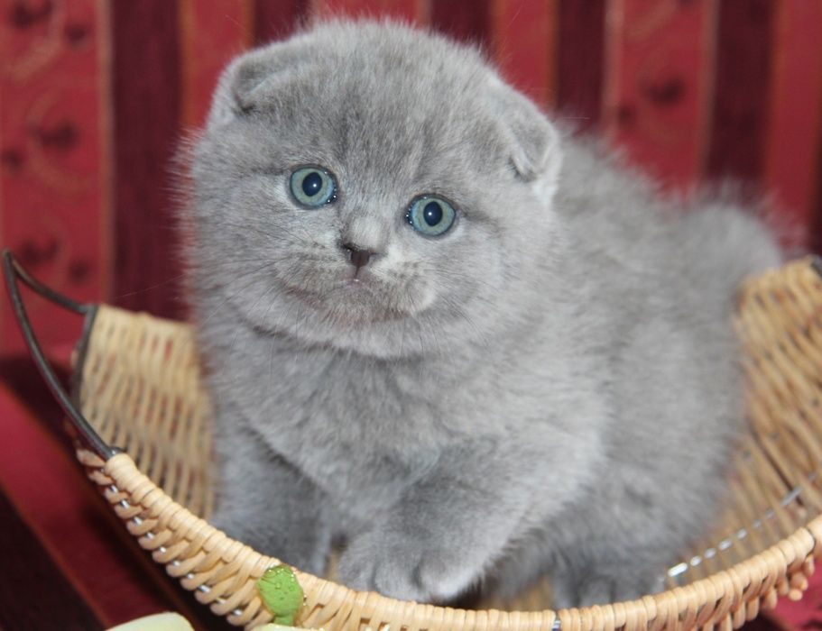 Купить британского шотландского котенка. Голубые Шотландские котята вислоухие. Скоттиш фолд голубой котенок. Шотландский скоттиш фолд голубой. Чистокровные Шотландские котята вислоухие.