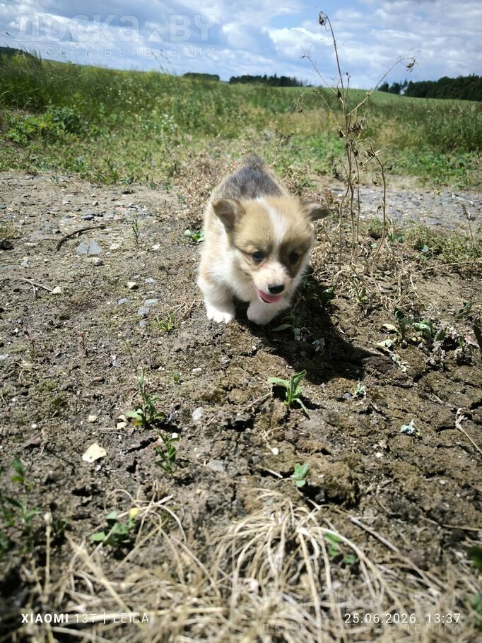 Вельш корги пемброк