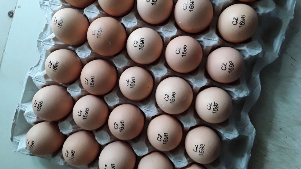 Авито яйцо бройлера. Инкубационное яйцо бройлера Кобб 500. Инкубационное яйцо Росс 308. Росс 708 бройлер яйцо. Росс 708 купить инкубационное яйцо.