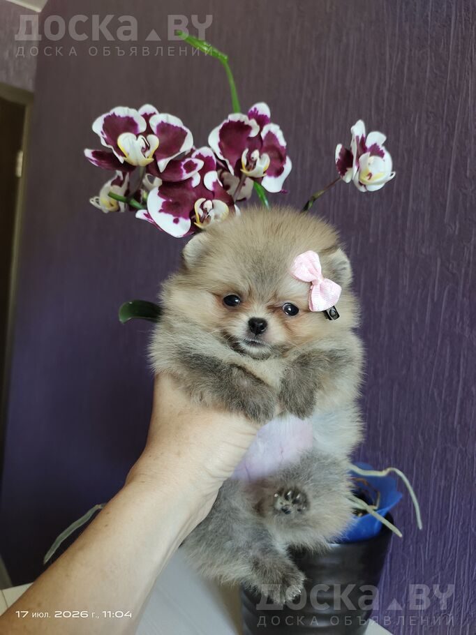 Померанский шпиц