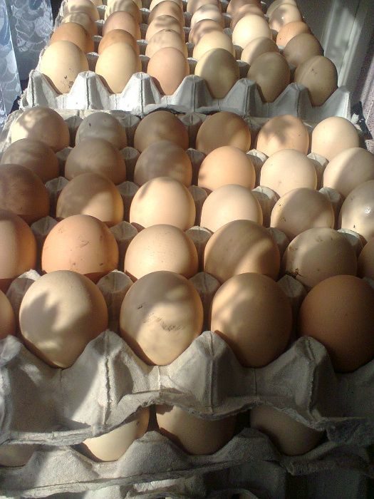 Купить инкубационное яйцо кучинской юбилейной. Кучинская цвет яйца. Кучинская Юбилейная яйцо. Кучинская Юбилейная цвет яйца. Кучинская вес яйца.