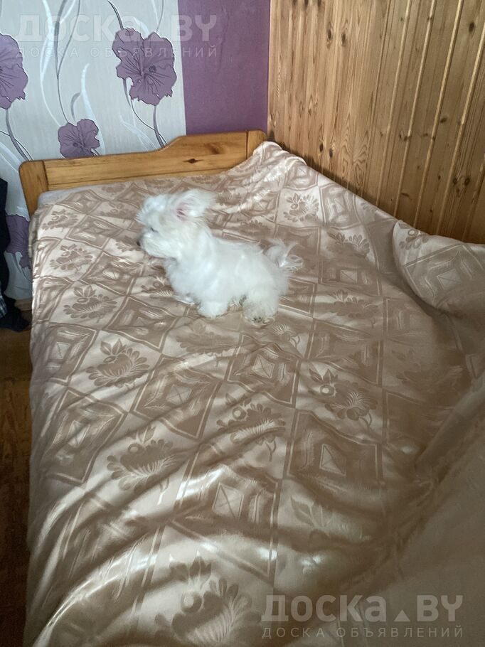 Мальтийская болонка