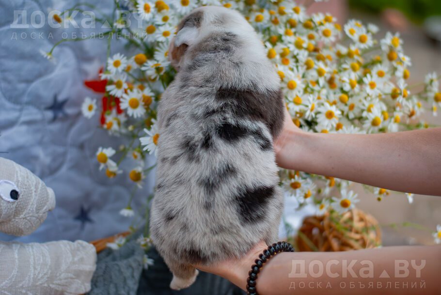 Австралийская овчарка