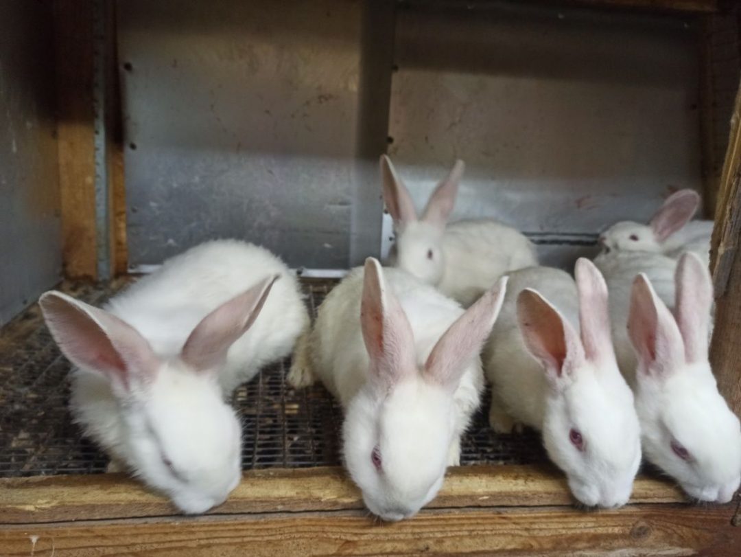 Продам кроликов породы Калифорнийский и Панон