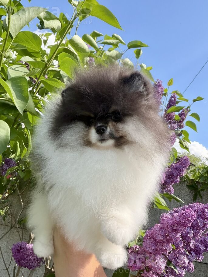 Померанский шпиц