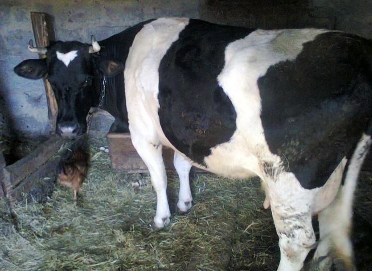 Корови тильна на молоко