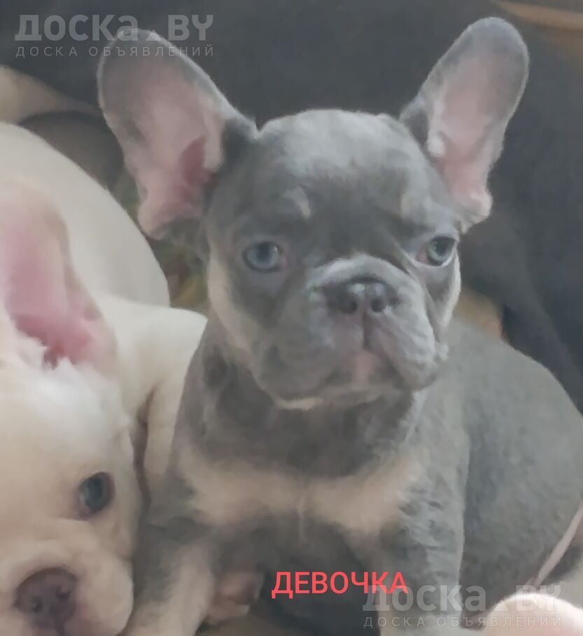 Французский бульдог