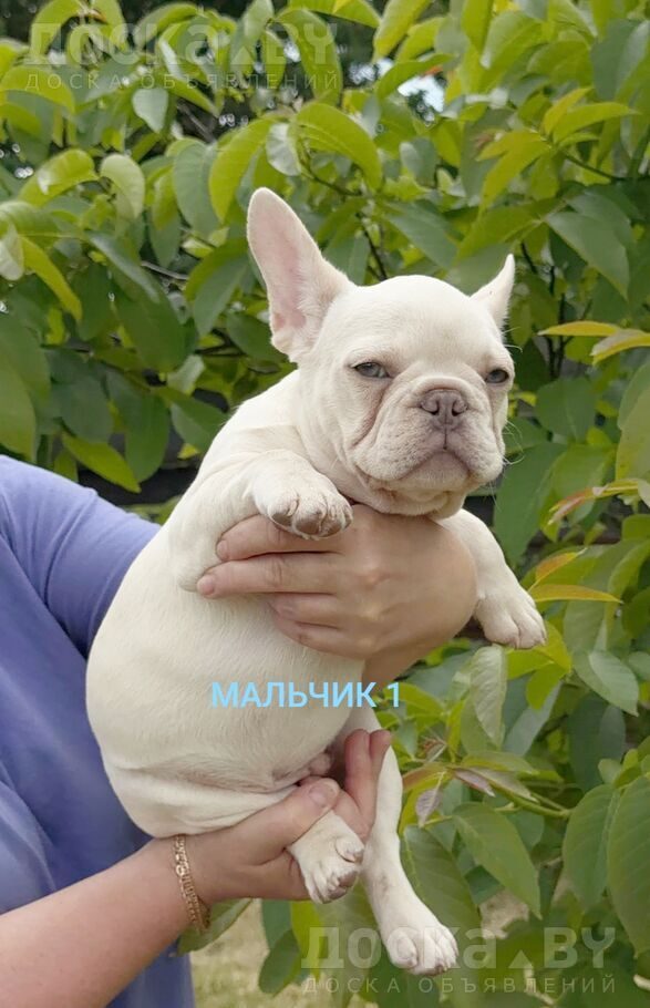 Французский бульдог