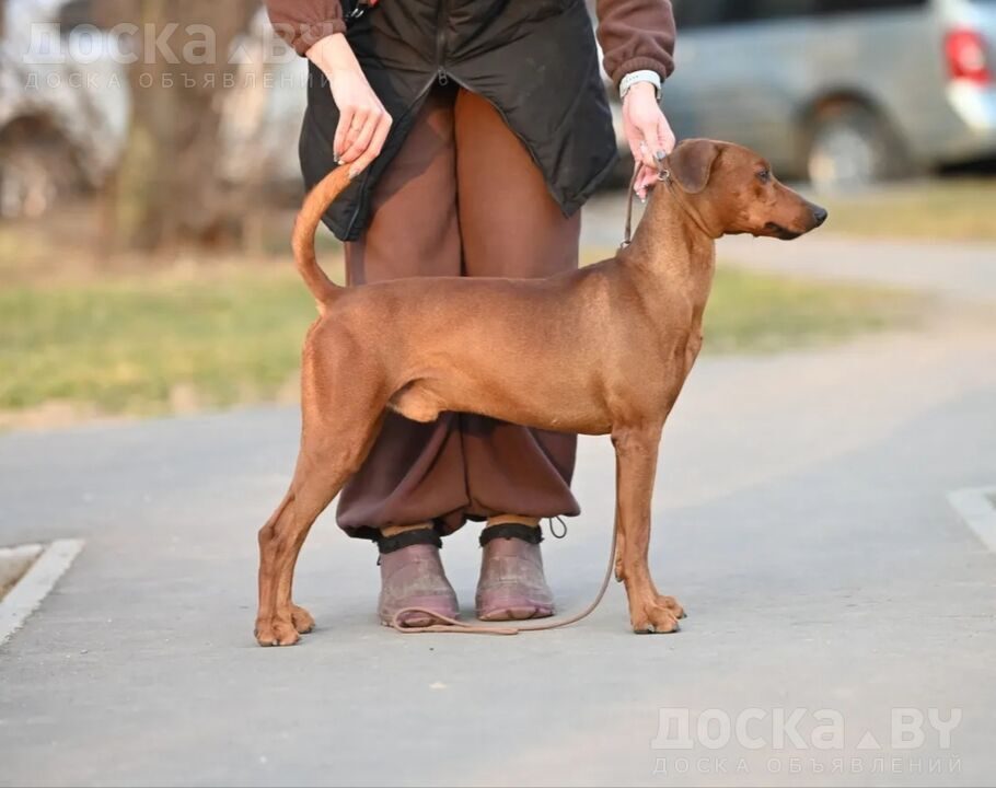 Пинчер