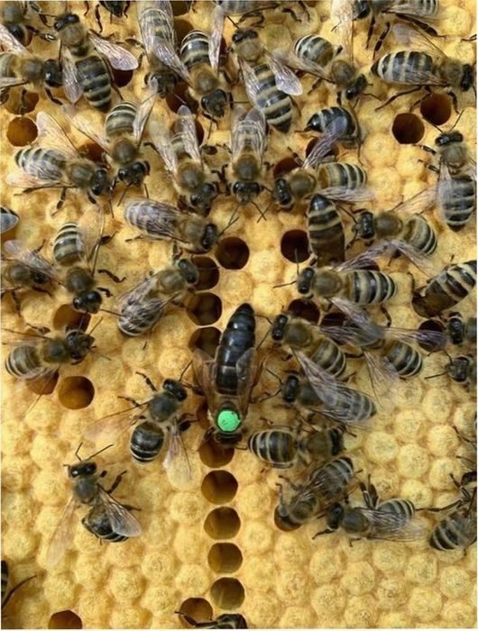 Матки разных пород пчел фото
