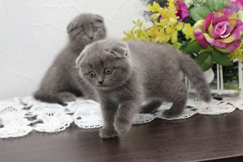 Фото вислоухих котят серого цвета 1 месяц
