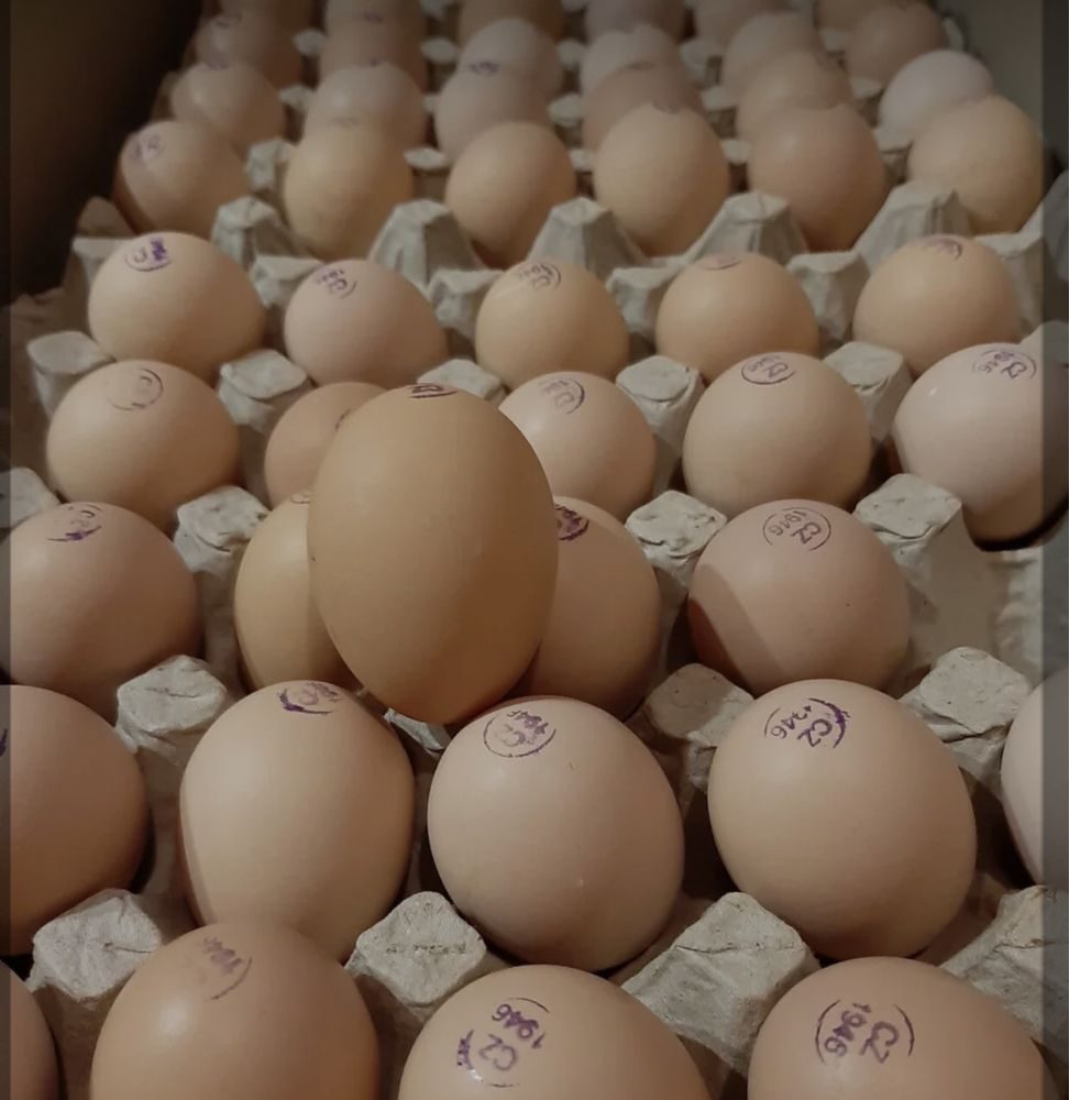 Где купить яйцо бройлера для инкубатора. Бройлер Кобб 500. Инкубация бройлерных яиц Кобб 500. Бройлеры Кобб 500 Испания яйца. Яйцо бройлера c0.