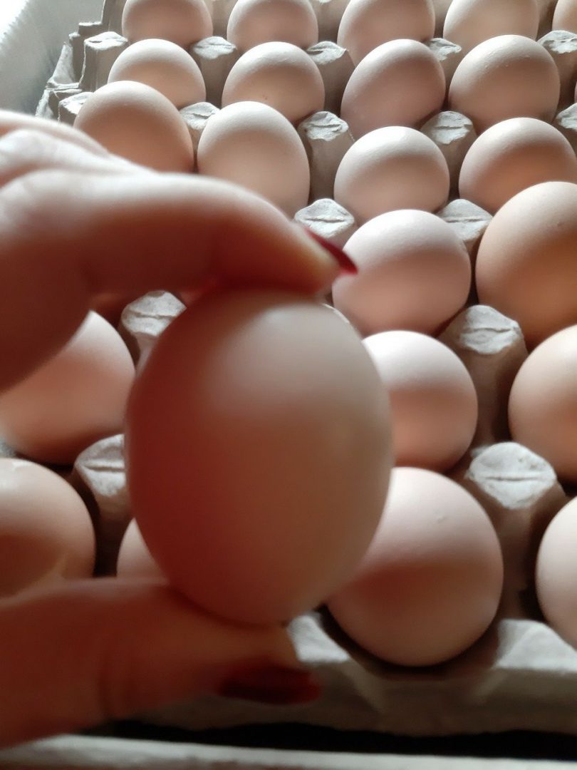 Авито яйцо бройлера. Инкубационное яйцо Росс 308. Инкубационное яйцо бройлера Кобб 500. Бройлер Кобб 500 яйцо. Цвет яиц Росс 308.