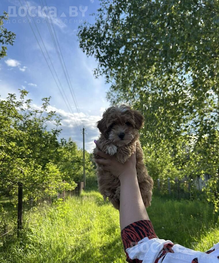 Мальтийская болонка