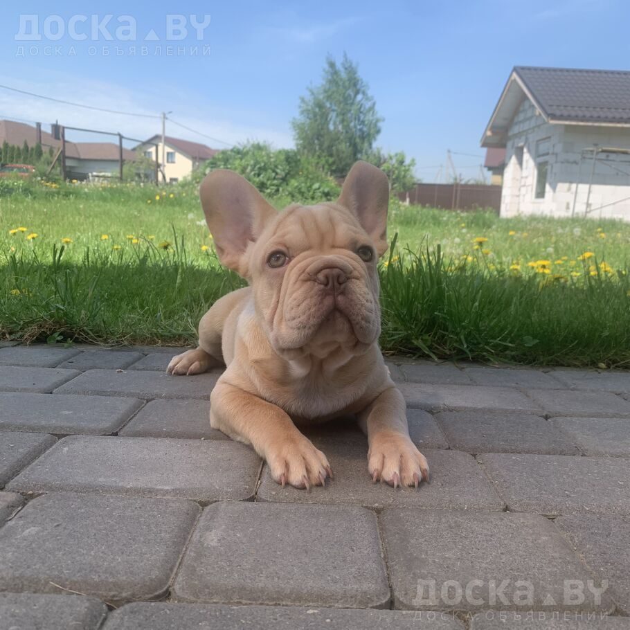 Французский бульдог