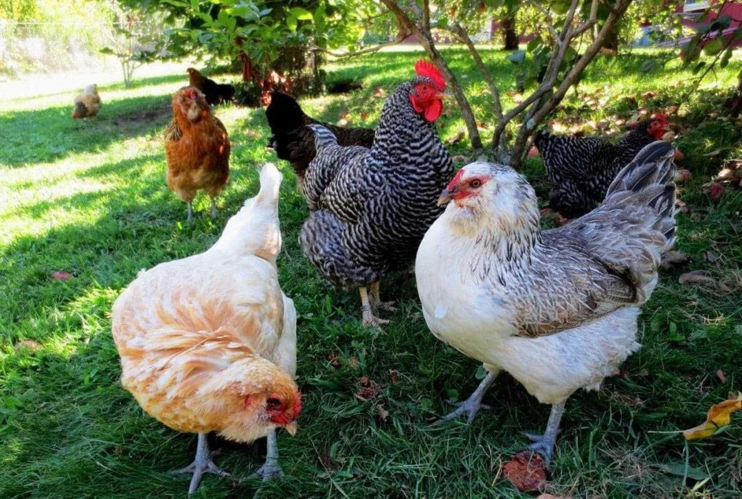 Породы Кур Несушек Фото И Название