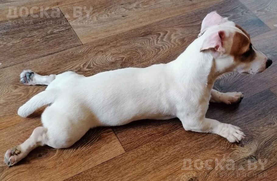 Джек Рассел терьер