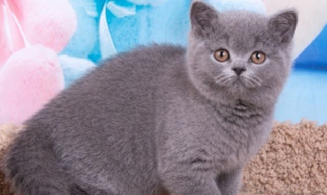 Фото британского голубого котенка 3 месяца