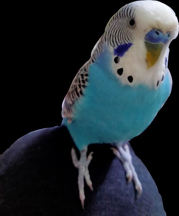 Фото молодого самца волнистого попугая