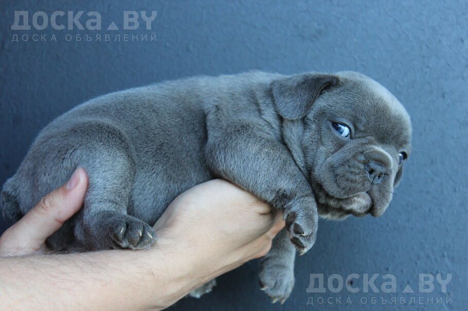 Французский бульдог