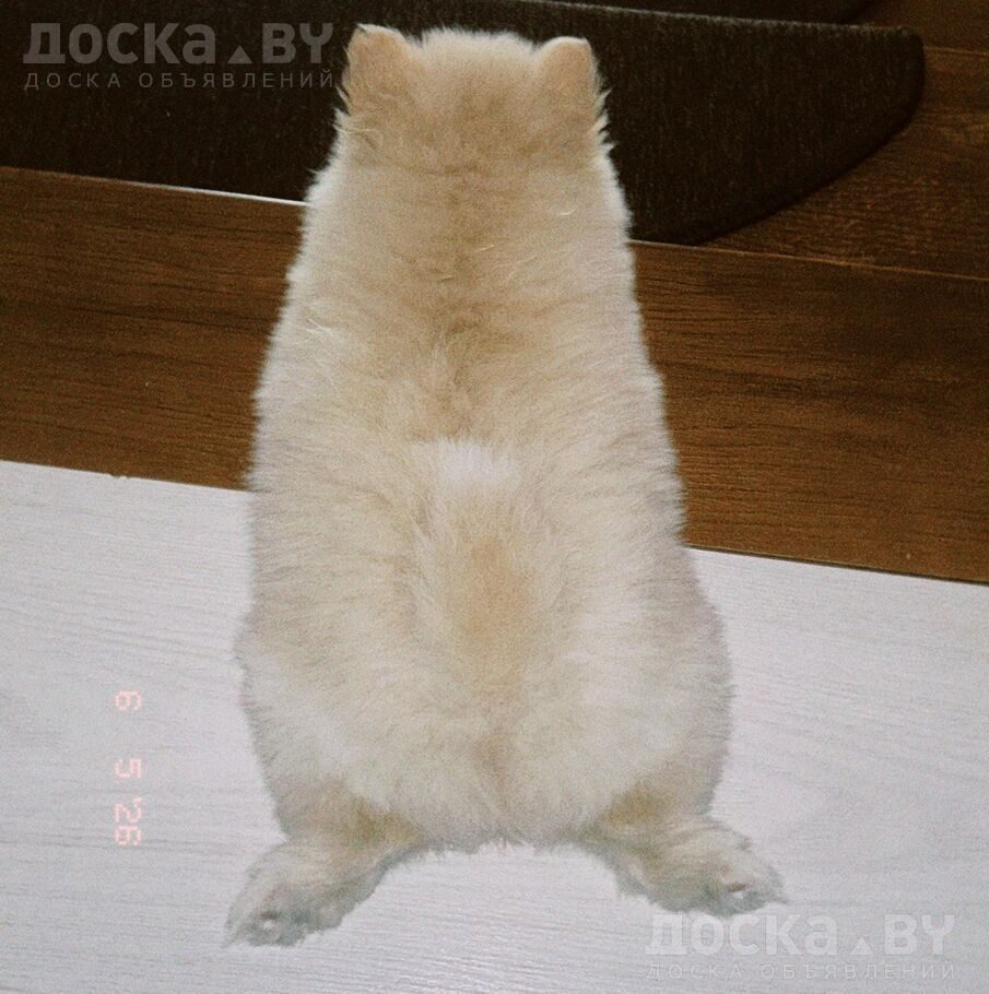 Померанский шпиц