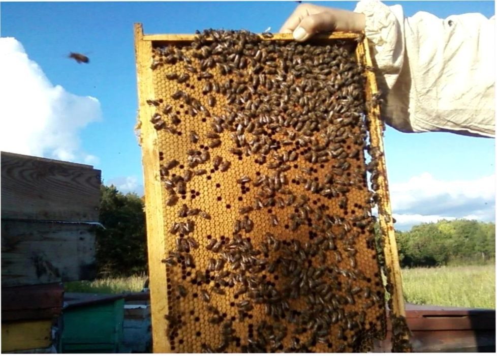 Пчелопакеты в краснодарском крае 2024. Пчелопакеты,пчелосемьи Карника. Пчелопакеты Карника. Пчелопакеты Карпатка. Пчелопакеты Карпатской породы.