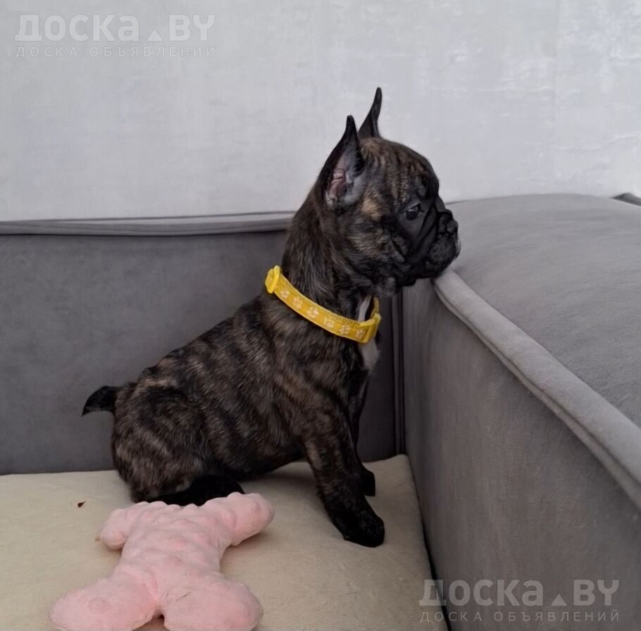 Французский бульдог