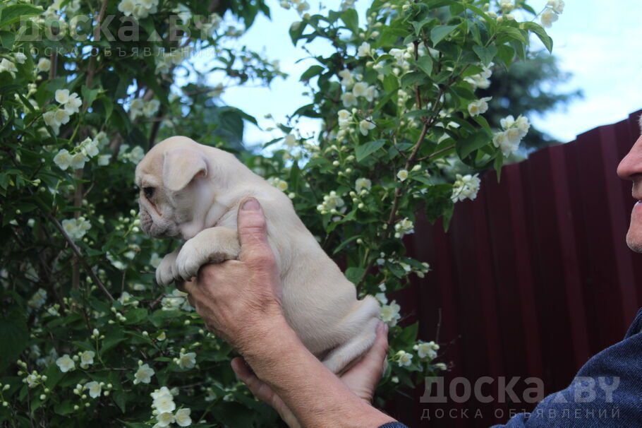Французский бульдог