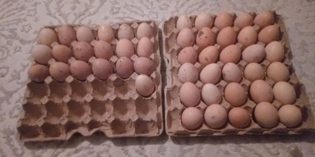 Купить инкубационное яйцо кучинской юбилейной