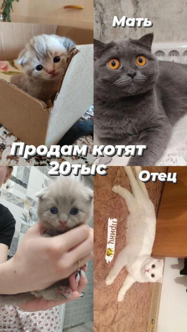 Котята Без Документов Купить