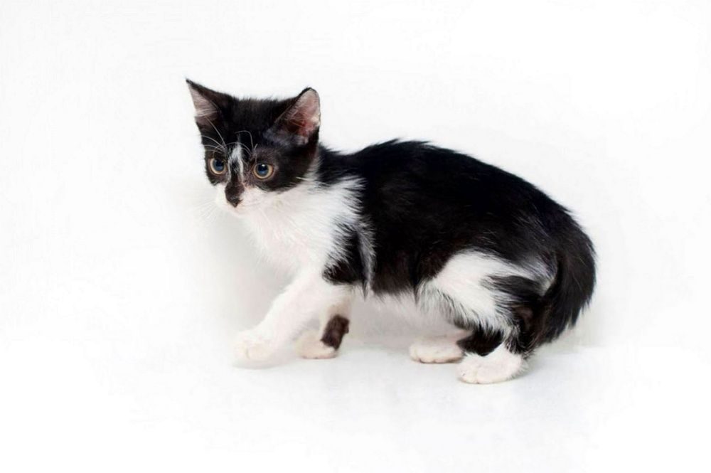 Маленький черный белый котенок. Черно белая кошечка. Кошки маленькие чёрно белые. Кошка чёрно белая маленькая. Кошка маленикая чёрно белая.