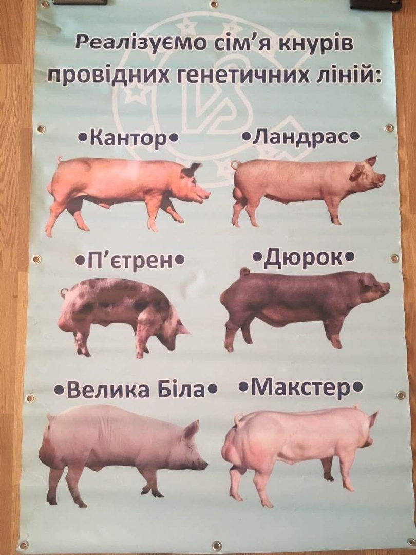 Купить Семя Хряка В Краснодарском Крае