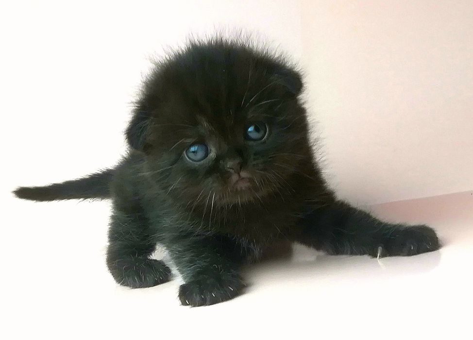 Фото Шотландских Черных Кошек