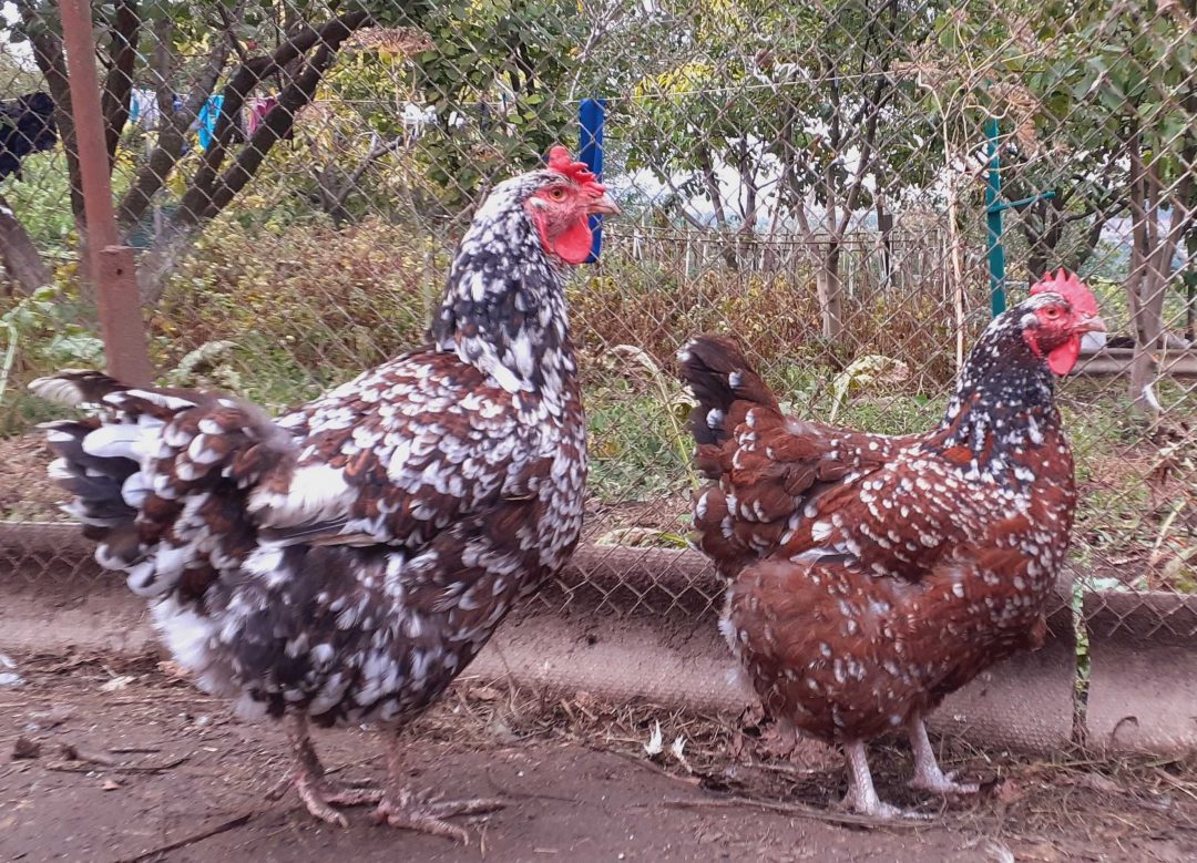 Ливенская ситцевая курица характеристика и фото и описание