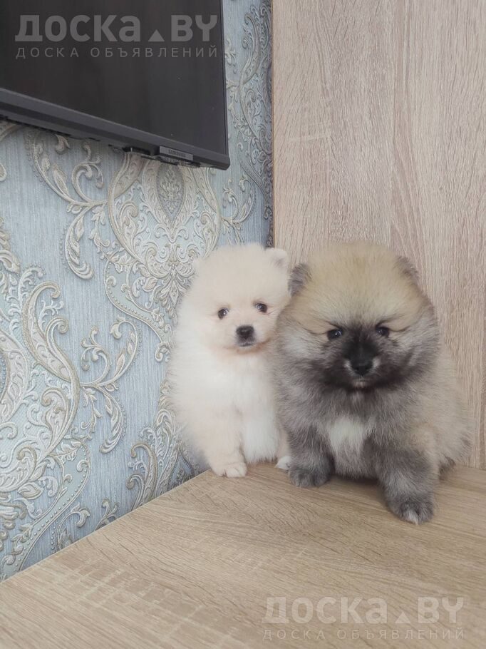 Померанский шпиц