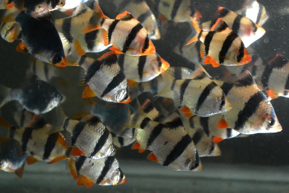 Барбусы аквариумные рыбки фото