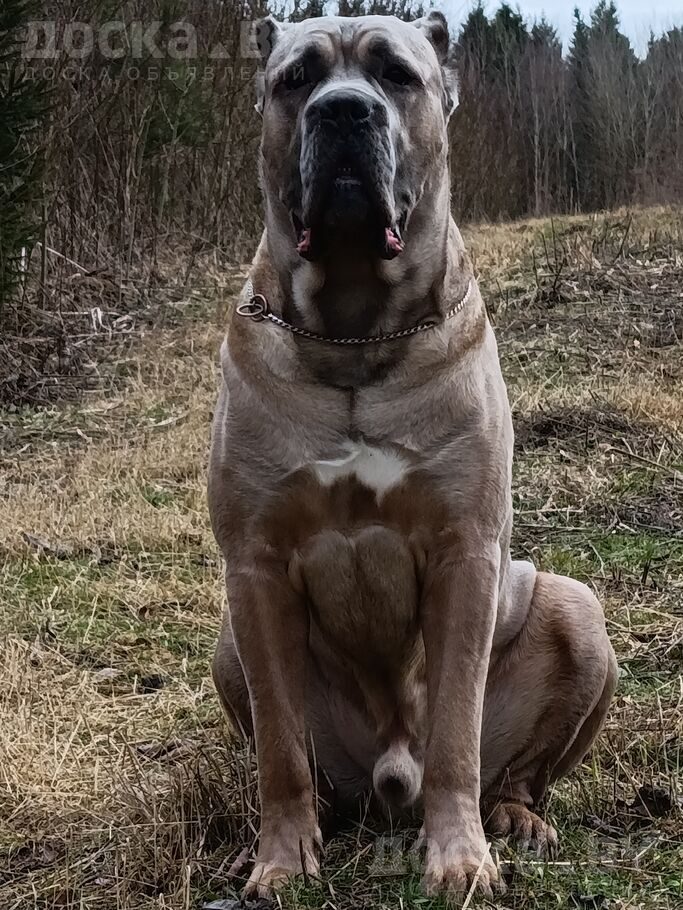 Кане Корсо