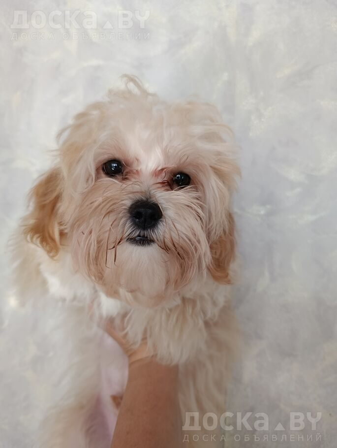 Мальтийская болонка
