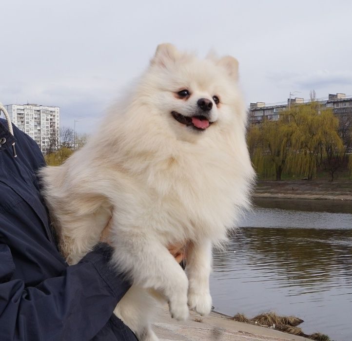 Немецкий Шпиц Фото Взрослой Собаки Белый