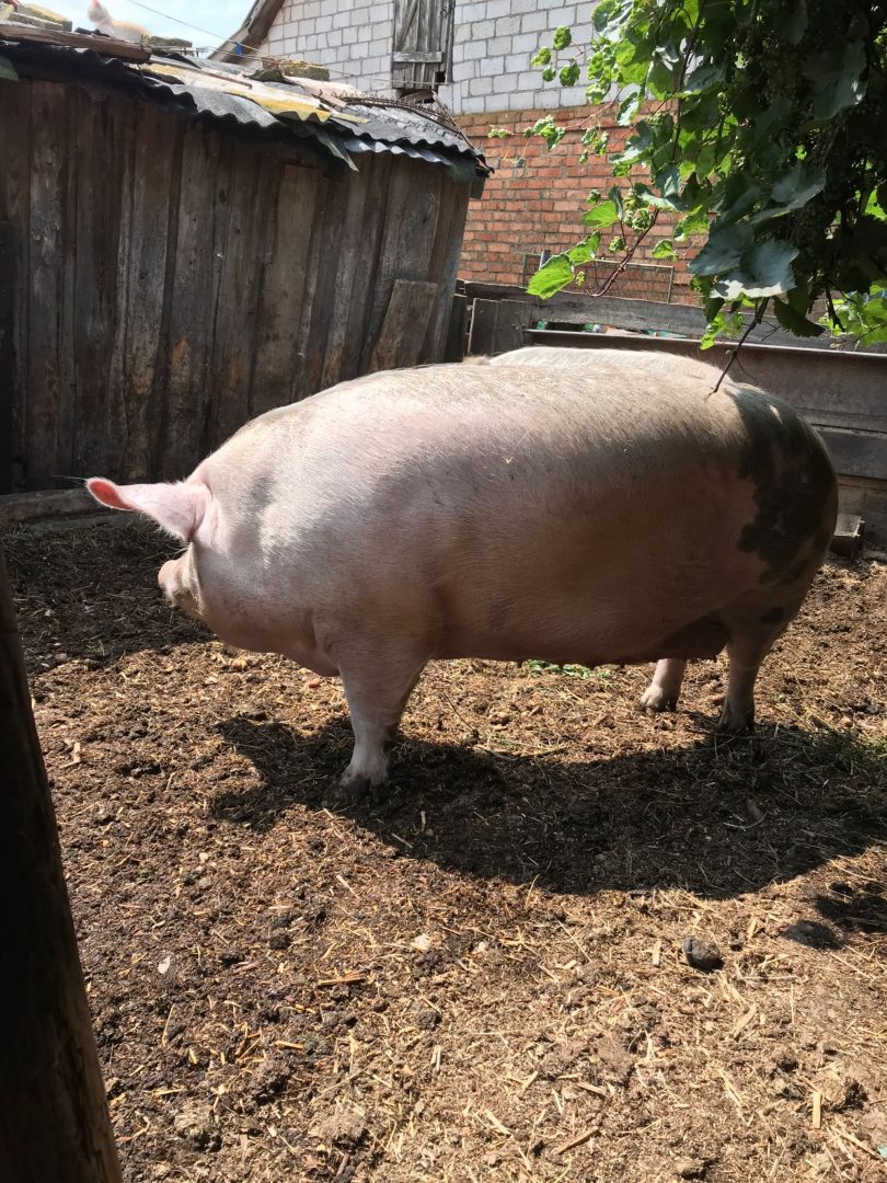 Купить свинину живым весом. Вес свиньи. Продам свинью живым весом. Объявление для свиней.