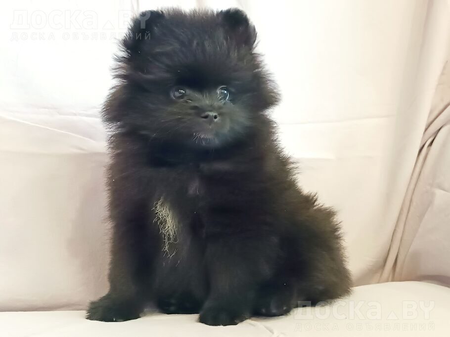 Померанский шпиц