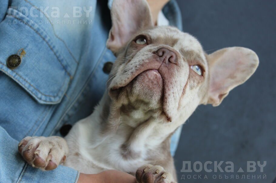 Французский бульдог