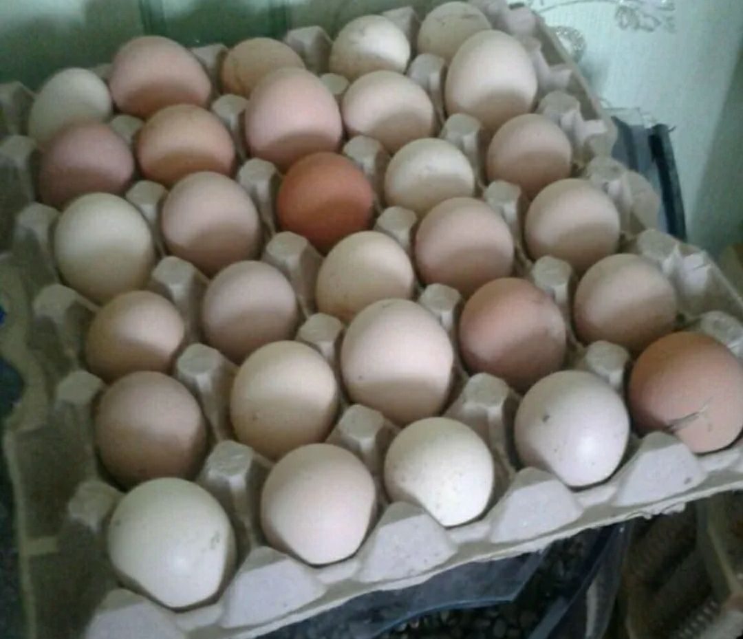 Купить инкубационное яйцо в свердловской области. Инкубационное яйцо Адлерская серебристая. Яйца Адлерских кур для инкубации. Адлер яйца. Инкубаторские яйца.