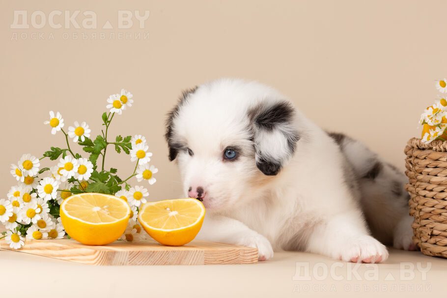 Австралийская овчарка