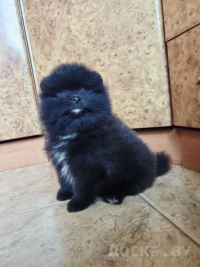 Померанский шпиц