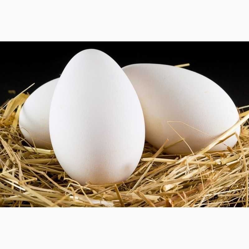Яйцо инкубационное алтайский край купить. Инкубационное яйцо Доминант. Яйцо гусиное инкубационное. Инкубационное яйцо гусей.